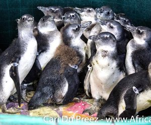 African penguin chicks removed from Dyer Island